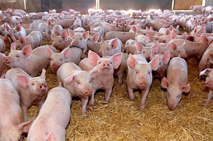 PIGGERY AND PORK PRODUCTION BUSINESS PLAN IN NIGERIA