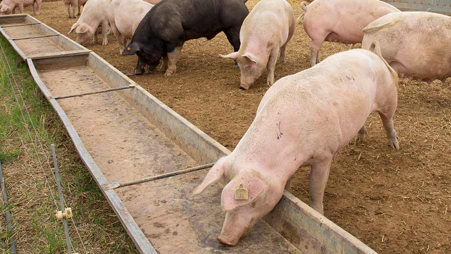PIGGERY AND PORK PRODUCTION BUSINESS PLAN IN NIGERIA