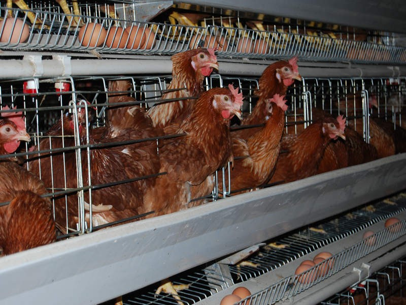 sample Poultry Business Plan in Nigeria