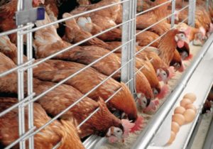 SAMPLE POULTRY BUSINESS PLAN IN NIGERIA