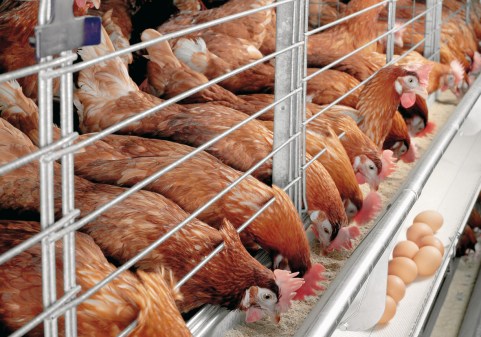 SAMPLE POULTRY BUSINESS PLAN IN NIGERIA