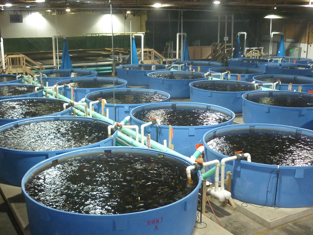 business plan for fish farming in nigeria pdf