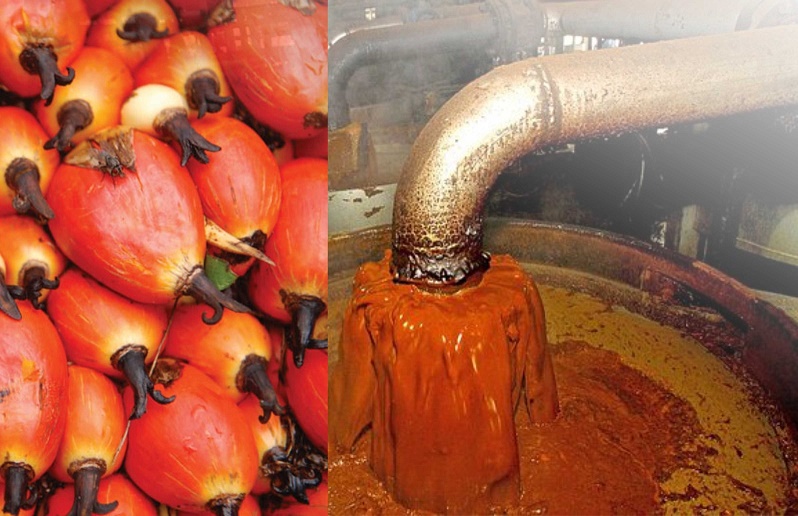 PALM OIL FARMING AND PROCESSING BUSINESS PLAN IN NIGERIA