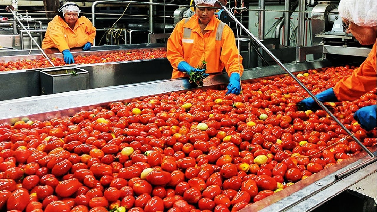 TOMATO PROCESSING BUSINESS PLAN IN NIGERIA