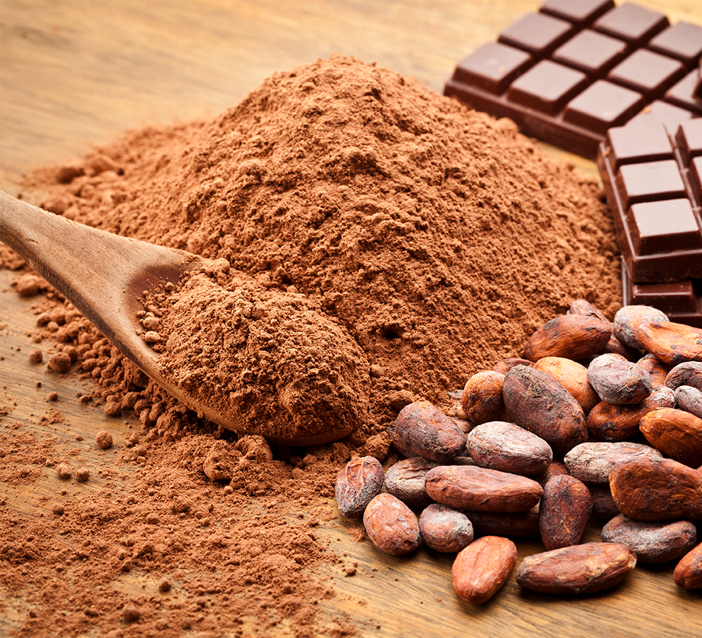 COCOA FARMING AND PROCESSING BUSINESS PLAN IN NIGERIA