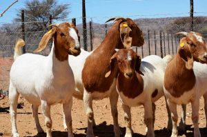 GOAT REARING & BY-PRODUCTS