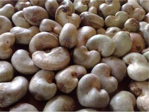 CASHEW PROCESSING BUSINESS PLAN IN NIGERIA
