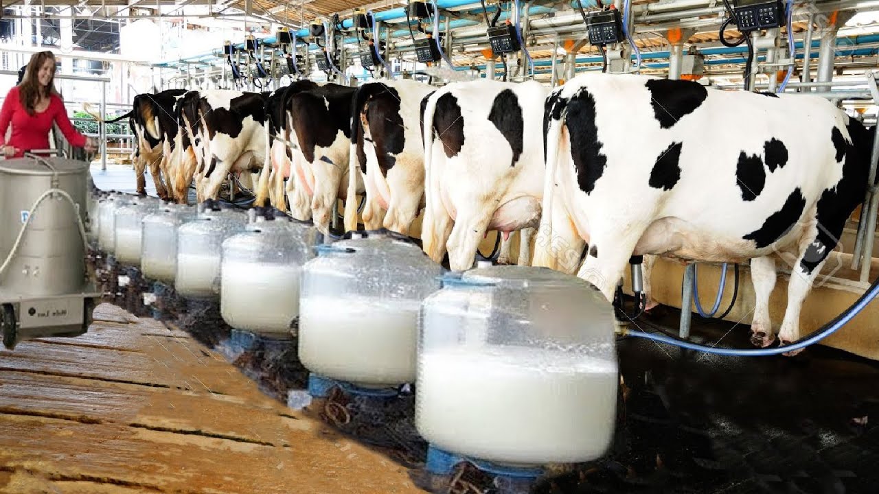 Milking Dairy Cows