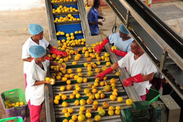 FRUITS PROCESSING BUSINESS PLAN IN NIGERIA