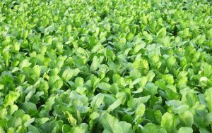VEGETABLE PRODUCTION BUSINESS PLAN IN NIGERIA