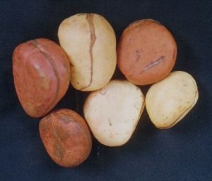 KOLANUT PLANTING AND PROCESSING BUSINESS PLAN IN NIGERIA
